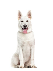 White Mixed-breed Dog sitting and panting in front of tha camera, cut out