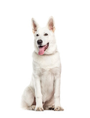 White Mixed-breed Dog sitting and panting in front of tha camera, cut out