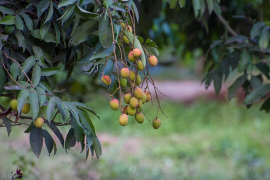 Lichi,Lichee,Lichu,Lychee frutson the tree.