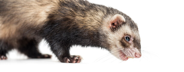 Fototapeta premium Ferret on white background, studio photography