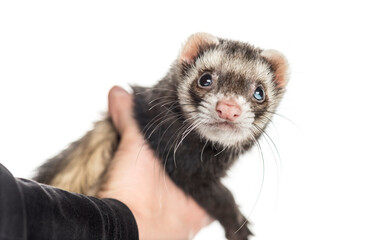 Ferret on white background, studio photography