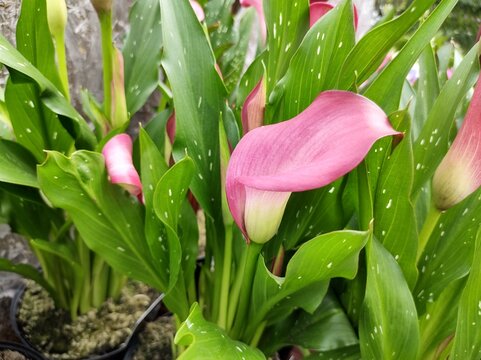 Zantedeschia 'Zazu'