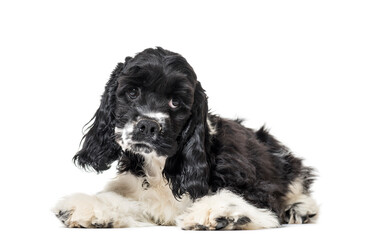 Lying down American Cocker Spaniel puppy, cut out