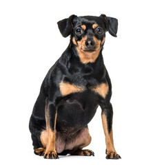 Black and brown Miniature Pinscher isolated on white