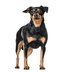 Miniature Pinscher, Miniature Pinscher, Dog, pet, studio photography, cut out