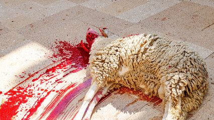 A sheep slaughtered laying down on the floor slayed with throat cut in a house yard for the celebration of the Muslim festival religious day Aid El Adha. 