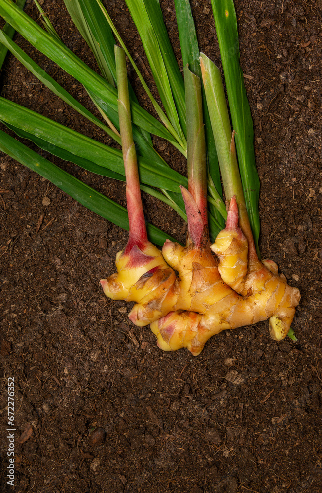 Canvas Prints ginger zingiber officinale roots on ground , nature bio ginger harvest