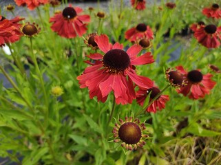 Helenium 'Moerheim Beauty'