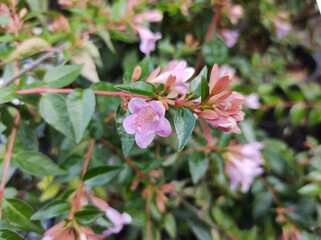 Abelia x grandiflora 'Edward Goucher'