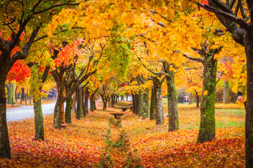 Colorful autumn with beautiful maple leaf at Naejangsan national park, South Korea.