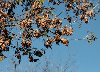 dry brown winged seeds of Acer Negundo tree at autumn