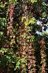 Fototapeta premium colorful foliage and blue berries of Parthenocissus quinquefolia climbing plant