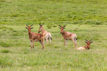 Coke's Hartebeest (Alcelaphus buselaphus cokii) in the Hell's Gate National Park, Kenya