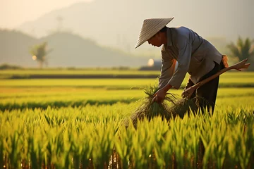 Selbstklebende Fototapeten Workers working on a rice field, rice farming rice fields,  rice farm, harvesting rice on a rice fiels, asian rice farm workers © MrJeans