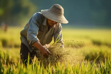 Fototapeten Workers working on a rice field, rice farming rice fields,  rice farm, harvesting rice on a rice fiels, asian rice farm workers © MrJeans