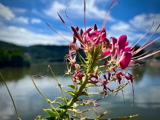 close-up of a majestic flower in front of a mountain lake on a summer day
