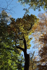 landscape in park with  Quercus robur - Holm oak tree at autumn