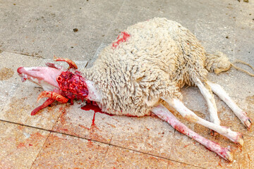 A sheep slaughtered laying down on the floor slayed with throat cut in a house yard for the...