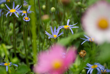 Pretty blue Aster flower in the garden - 672279304