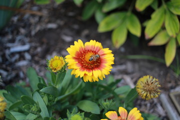 Bee on a Flower