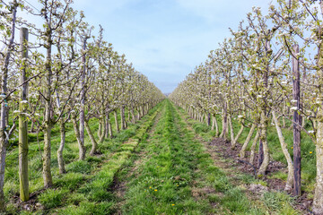 Fototapeta na wymiar De lente is de tijd dat de perenbomen in de boomgaard vol zitten met bloesem wat later als het bestoven is door de bijen uitgroeien tot peren.