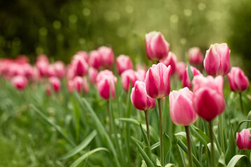 Fototapeta premium tulipany różowe, wiosenne kwiaty w promieniach wschodzącego słońca w ogrodzie 