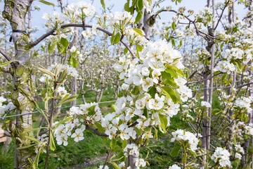 Deurstickers Tijdens de lente staan de perenbomen in deze boomgaard volop in bloei waaruit later de peren groeien © ArieStormFotografie