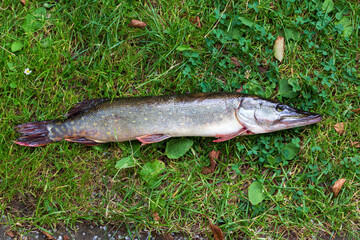 The Pike in the Detail, Esox lucius