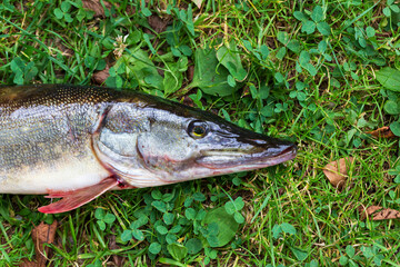 The Pike in the Detail, Esox lucius