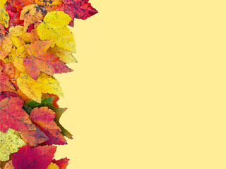 Yellow, red and green fall color isolated leaves on the yellow background. Flay layout, copy space