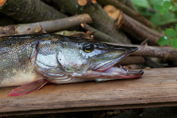 The Pike in the Detail, Esox lucius