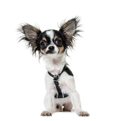 Portrait of a Chihuahua dog sitting in front of a white background