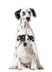 Two dogs sitting Jack Russell Terrier and Dalmatian puppy, cut out
