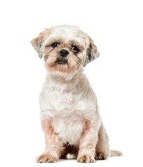 Cute sitting Shih Tzu Dog, cut out