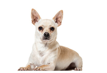 Portrait of a Chihuahua Dog lying down in front, cut out