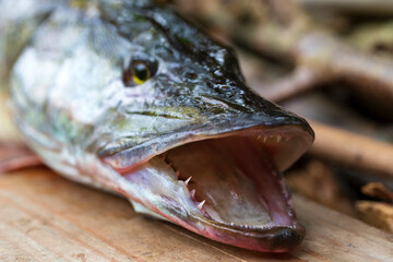 The Pike in the Detail, Esox lucius