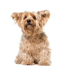Sitting Yorkshire Terrier Dog isolated on white