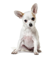 Portrait of a Chihuahua dog sitting in front of a white background