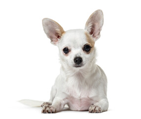 Portrait of a Chihuahua Dog lying down in front, cut out
