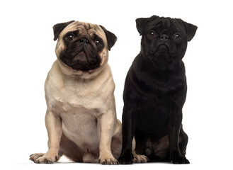 two Beige Pug Dog Sitting together, looking at the camera isolated on white