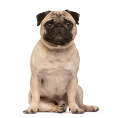 Sitting Beige Pug Dog looking at the camera isolated on white
