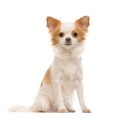 Sitting Chihuahua in front, Dog, pet, cut out