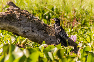Reed/Long-tailed cormorant (Microcarbo africanus) on Naivasha lake, Kenya