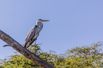 Grey heron (Ardea cinerea)  on Naivasha lake, Kenya
