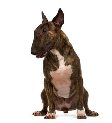 Sitting Bull Terrier Dog, cut out