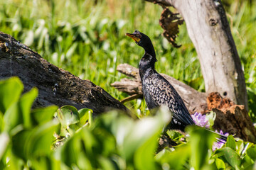 Reed/Long-tailed cormorant (Microcarbo africanus) on Naivasha lake, Kenya
