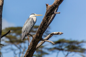 Grey heron (Ardea cinerea)  on Naivasha lake, Kenya