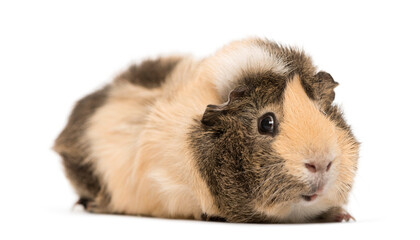 Guinea pig lying, cut out