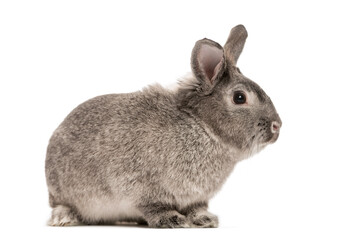 Rabbit in front of a white background, studio photography