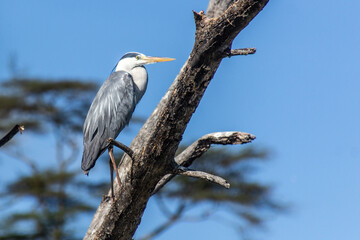 Grey heron (Ardea cinerea)  on Naivasha lake, Kenya